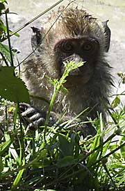 Macaque by Asienreisender
